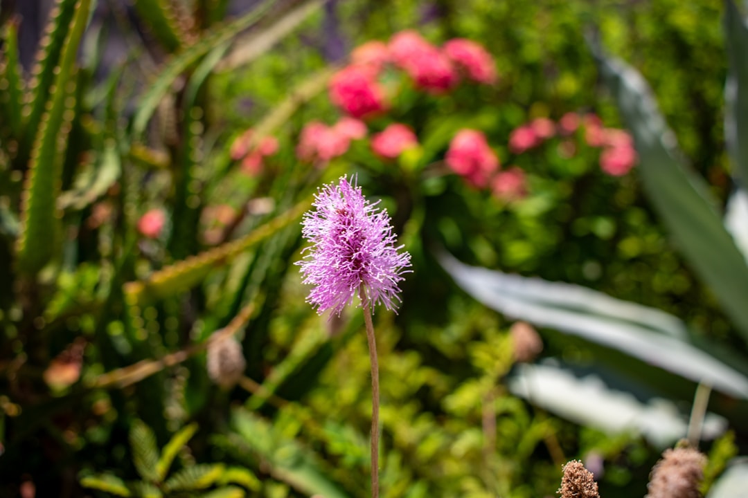 Photo powder pink