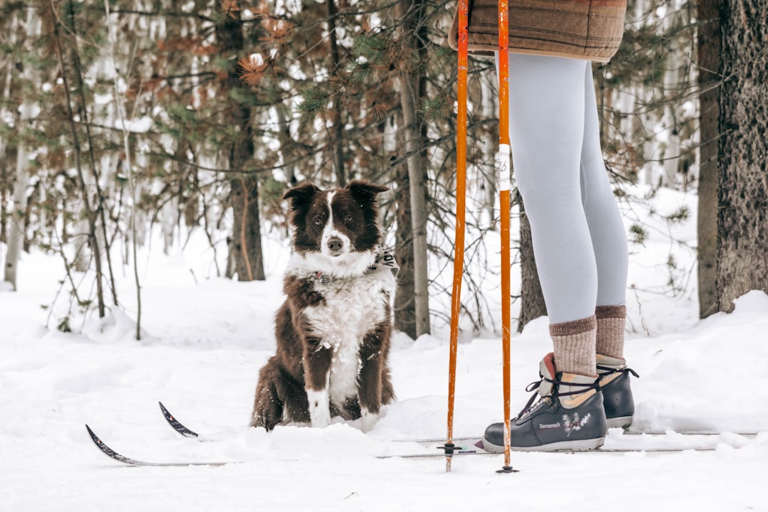Photo cross-country skiing